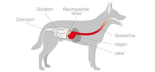 Wichtig für Hundeernährung Verdauung Tipps Hundeernährung